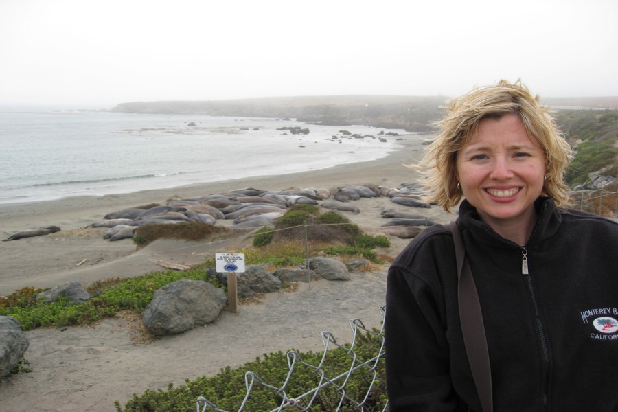 ../image/elephant seals near san simeon julie 1.jpg